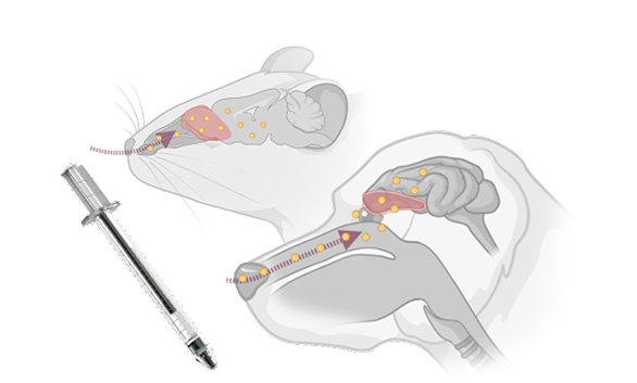In-house development of animal intranasal dosing devices reflecting anatomical differences for nonclinical evaluation