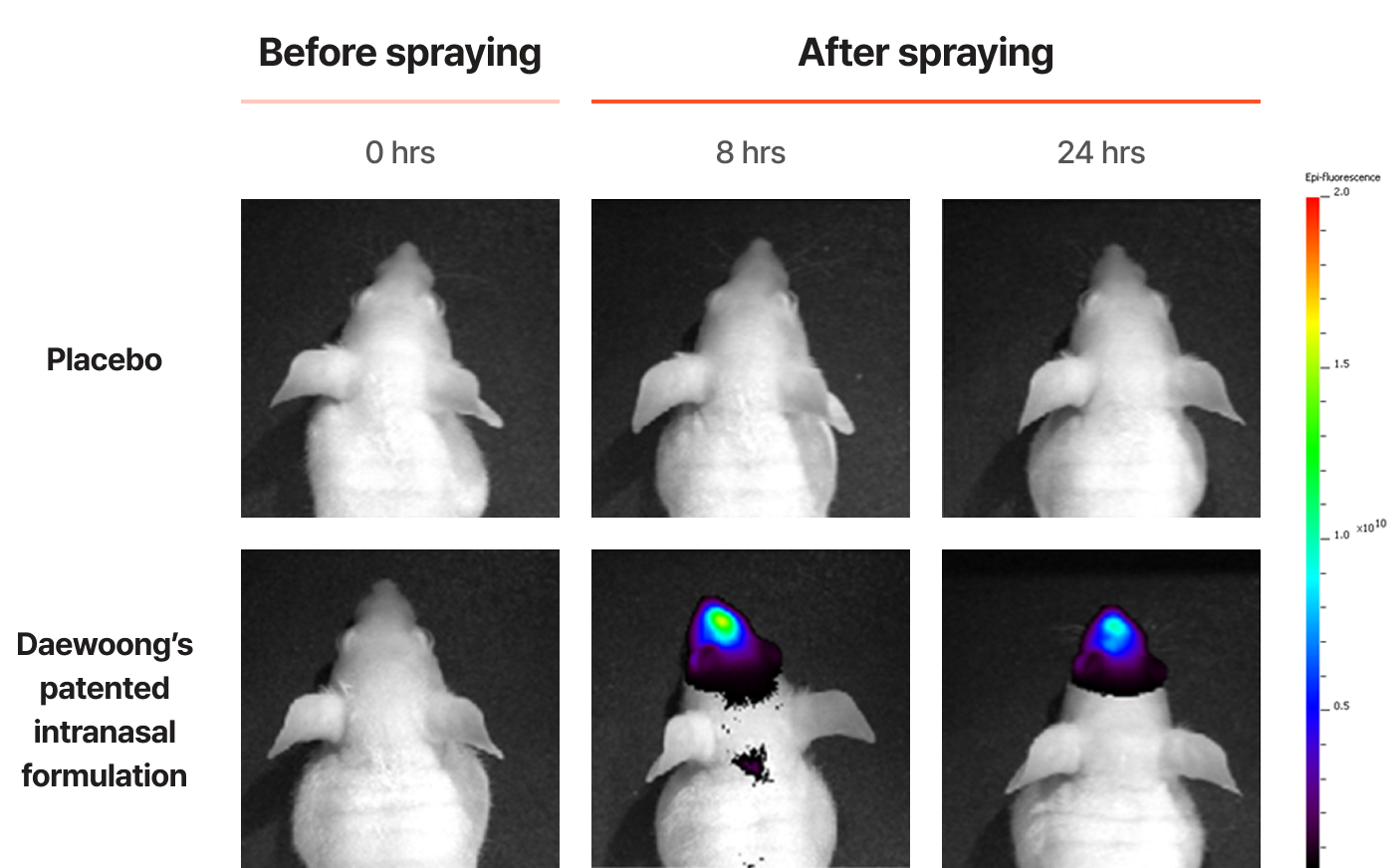 In Vivo Evaluation of Formulation Retention in the Nasal Cavity