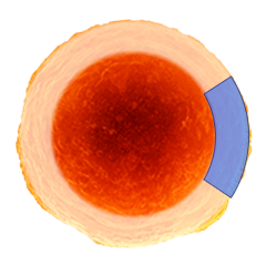 PLGA microsphere